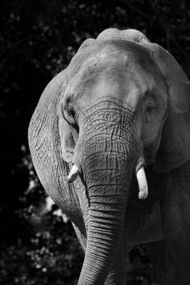 lphant dAfrique - Zoo de Granby 