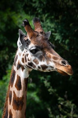 Girafe - Zoo de Granby 