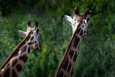 Girafe - Zoo de Granby 