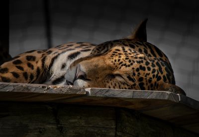 Jaguar - Zoo de Granby 