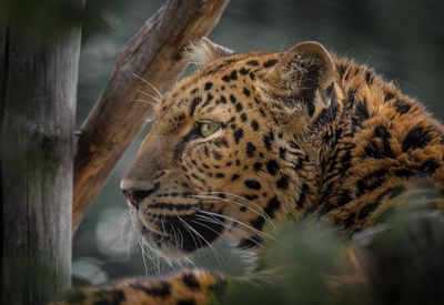 Jaguar - Zoo de Granby