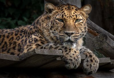 Jaguar - Zoo de Granby 