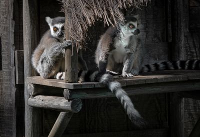 Lemur catta - Zoo de Granby 