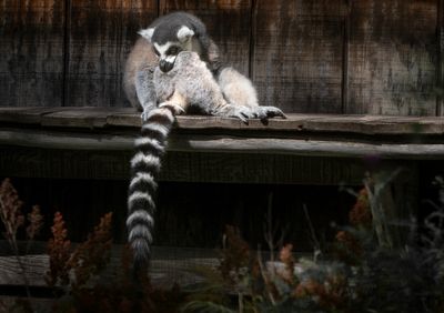 Lemur catta - Zoo de Granby 