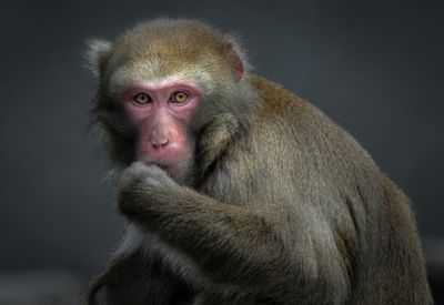 Macaque japonais - Zoo de Granby 