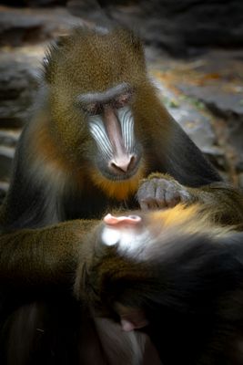 Mandrill - Zoo de Granby 