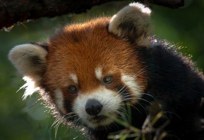 Panda roux - Zoo de Granby 