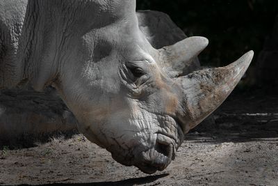 Rhinocros - Zoo de Granby 