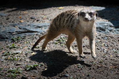 Suricate - Zoo de Granby 