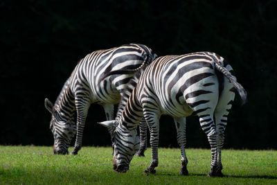 Zbres - Zoo de Granby 