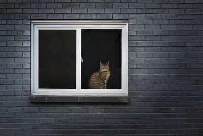 Chat - Rue Berry, Montral 