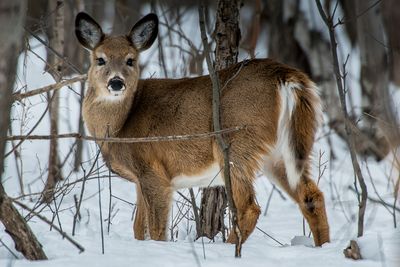 Cerf de Virginie - Parc nature de la Pointe-aux-Prairies