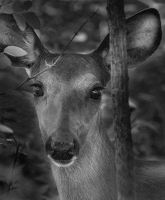 Cerf de Virginie - Parc nature de la Pointe-aux-Prairies