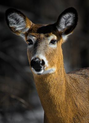 Cerf de Virginie - Parc nature de la Pointe-aux-Prairies