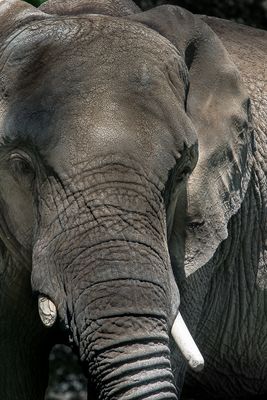 lphant dAfrique - Zoo de Granby