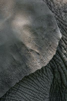 lphant dAfrique - Zoo de Granby