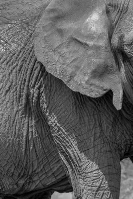 lphant dAfrique - Zoo de Granby