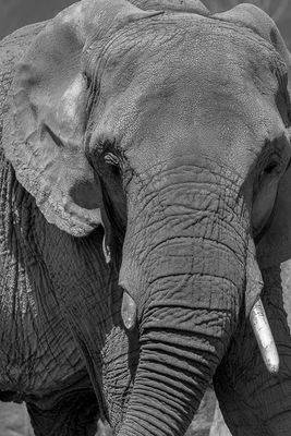 lphant dAfrique - Zoo de Granby
