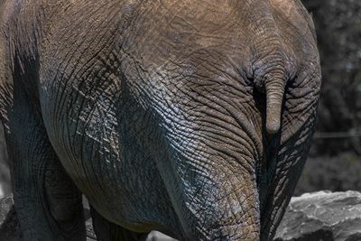 lphant dAfrique - Zoo de Granby