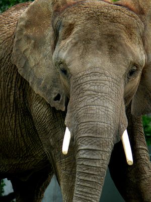 lphant dAfrique - Zoo de Granby
