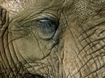 lphant dAfrique - Zoo de Granby