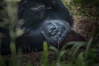 Gorille des plaines - Zoo de Granby