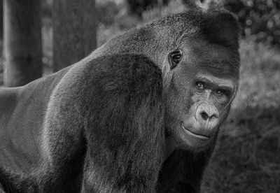 Gorille des plaines - Zoo de Granby