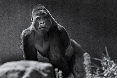 Gorille des plaines - Zoo de Granby