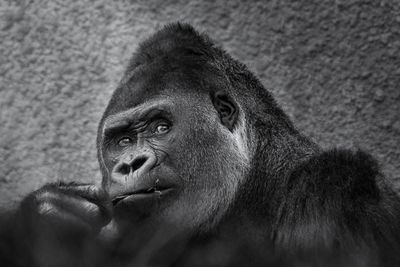 Gorille des plaines - Zoo de Granby