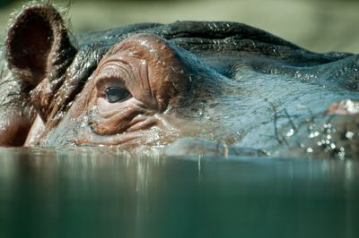 Hippopotame - Zoo de Granby