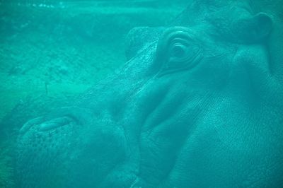 Hippopotame - Zoo de Granby