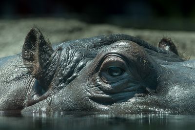 Hippopotame - Zoo de Granby