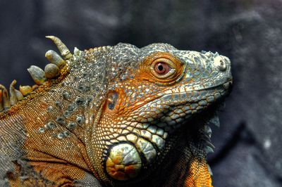 Lzard - Biodme de Montral 