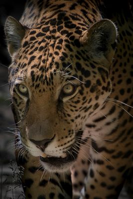 Jaguar - Zoo de Granby