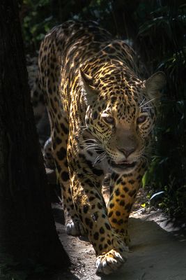 Jaguar - Zoo de Granby