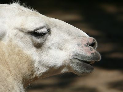 Lama - Zoo de Granby