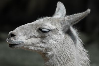 Lama - Zoo de Granby