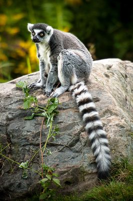 Lmur catta - Zoo de Granby