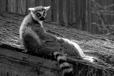 Lmur catta - Zoo de Granby