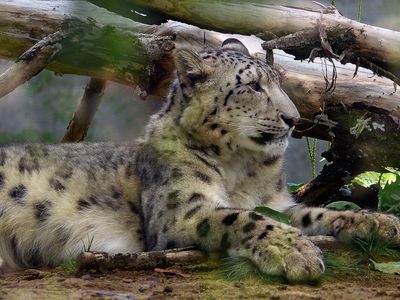 Zoo de Granby