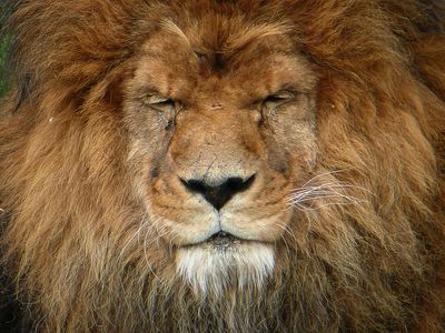 Lion - Zoo de Granby