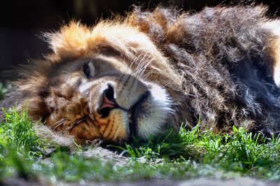 Lion - Zoo de Granby