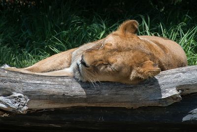 Lion - Zoo de Granby