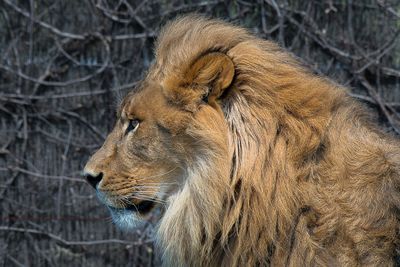 Lion - Zoo de Granby