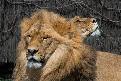 Lion - Zoo de Granby