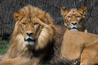 Lion - Zoo de Granby