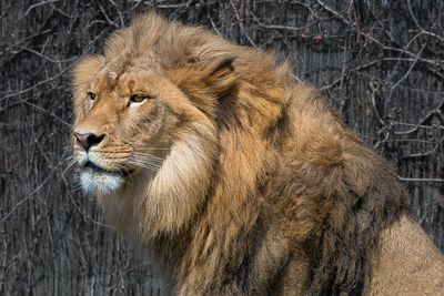 Lion - Zoo de Granby