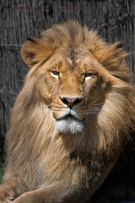 Lion - Zoo de Granby