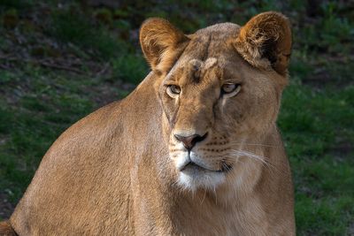 Lion - Zoo de Granby