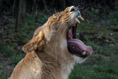 Lion - Zoo de Granby
